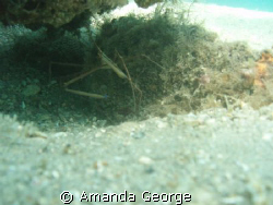 A nice Arrow Crab having a quick bite to eat. Taken with ... by Amanda George 